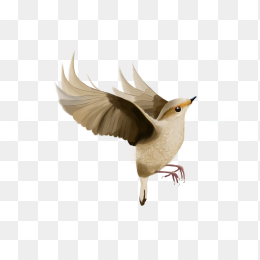 鸟