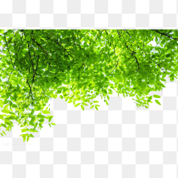 树