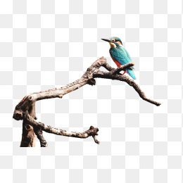 鸟