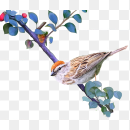 花鸟