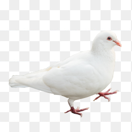 鸟