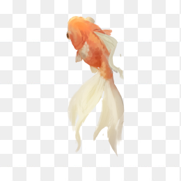 鱼