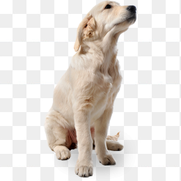 狗