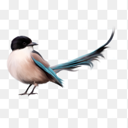 鸟
