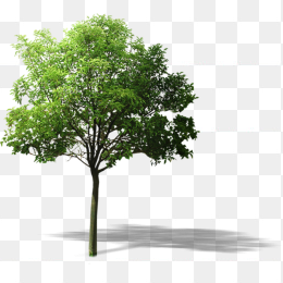 树
