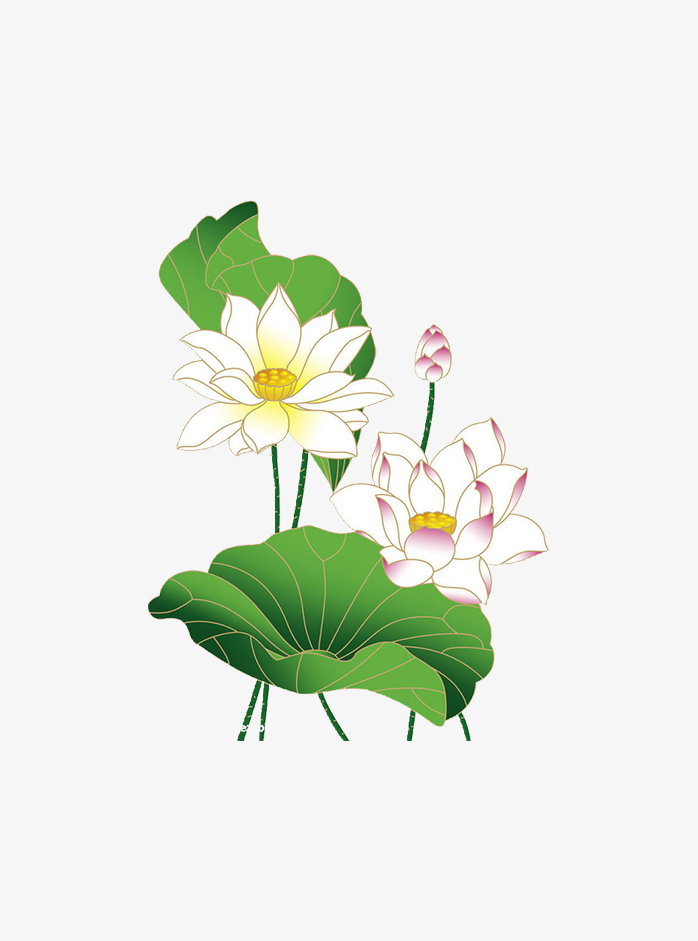 白荷花