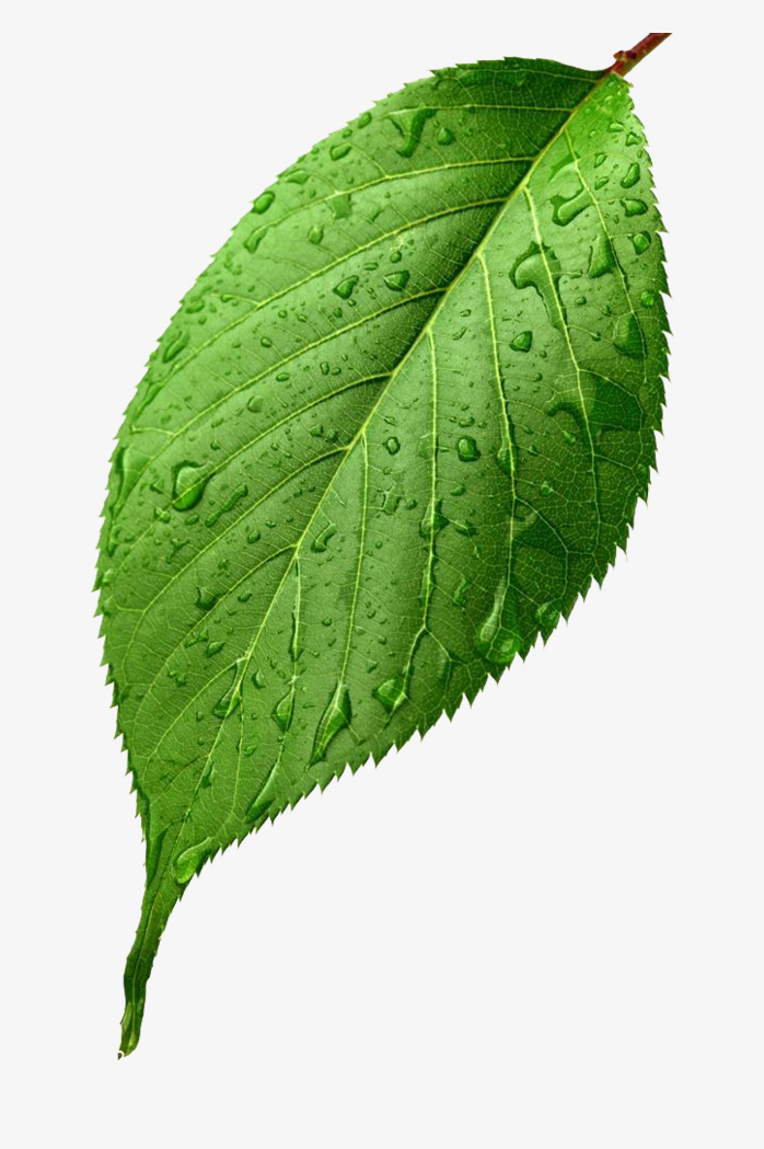 绿色植物