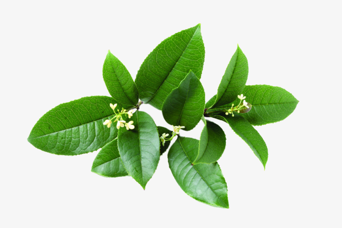 绿色植物