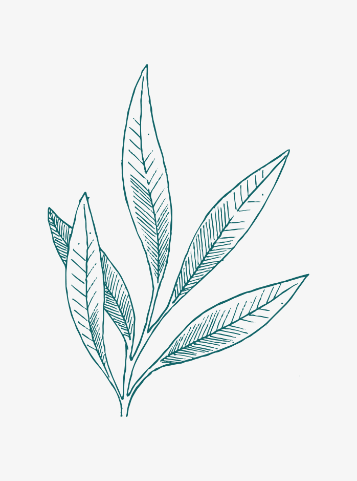 唯美森系绿色植物手绘