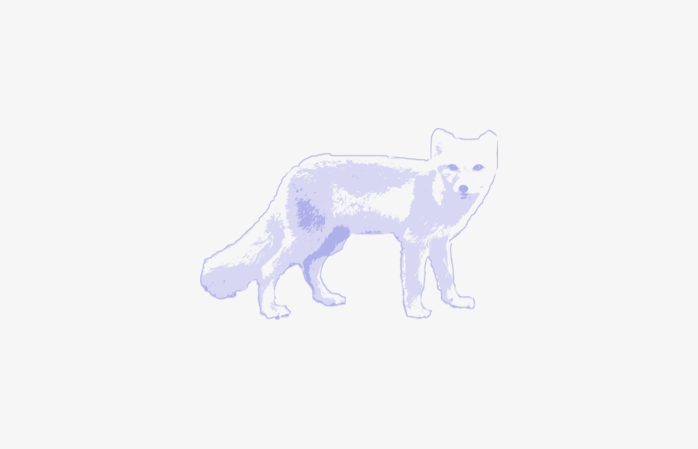 狐狸