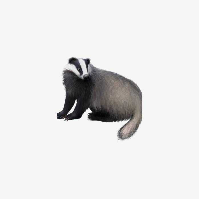 獾