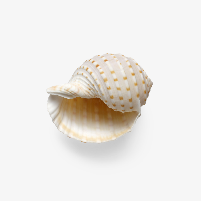 一个白色的小贝壳