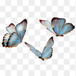 三只花蝴蝶