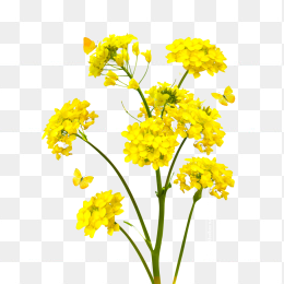 油菜花