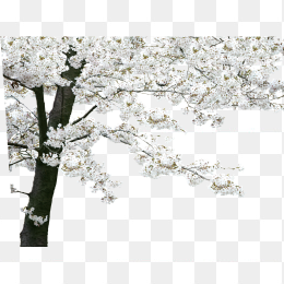 树上开满白色花朵