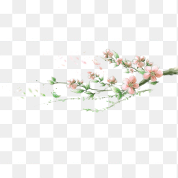 花枝