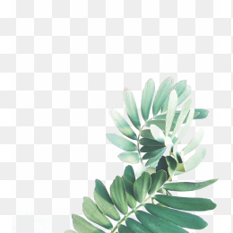 植物5