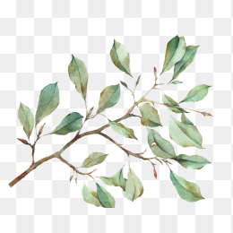 植物6