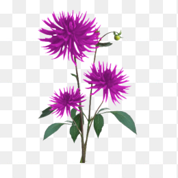 花01