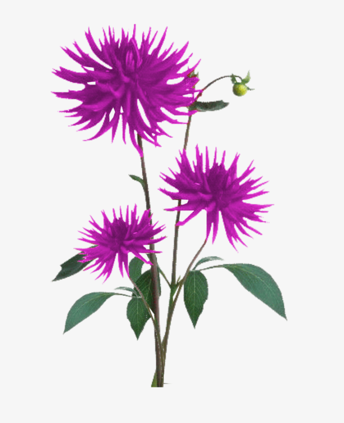 花01