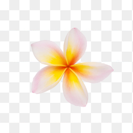 花06
