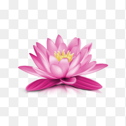花10