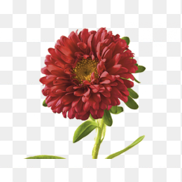 花11