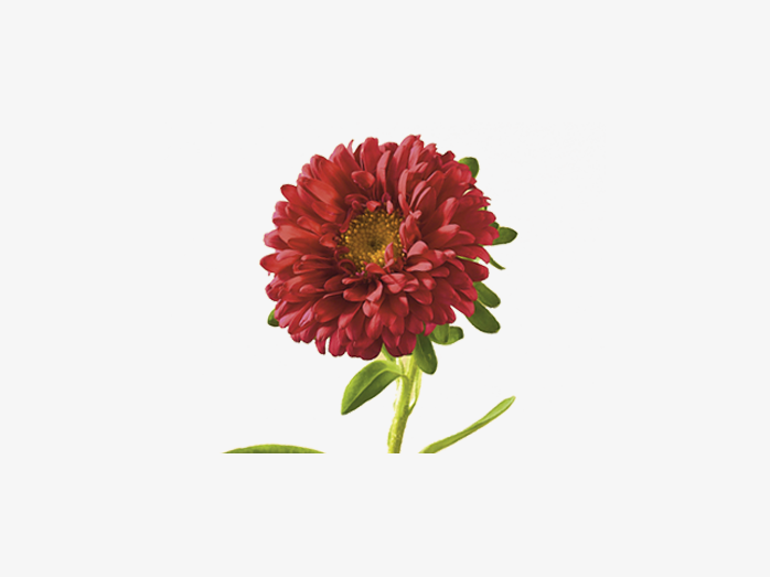 花11