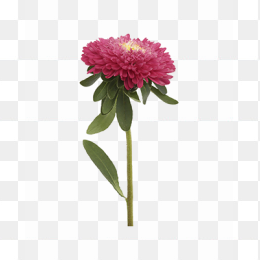 花12