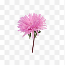花13