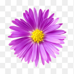花15