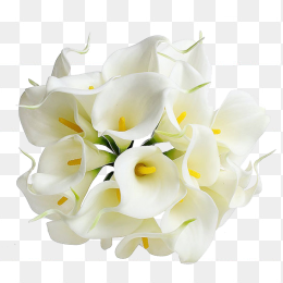 花17