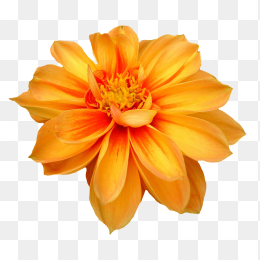 花20