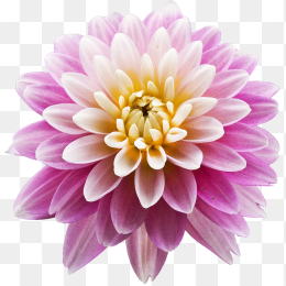 花22