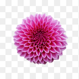 花23
