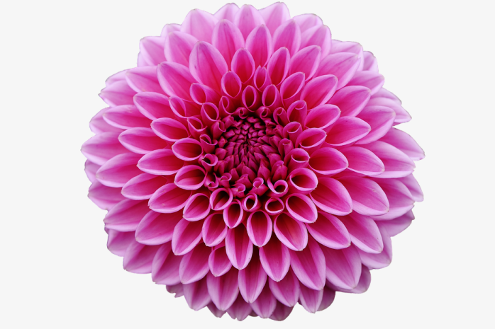 花23