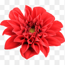 花25