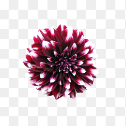 花27