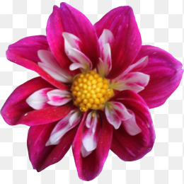 花27