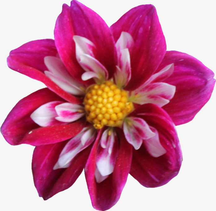 花27