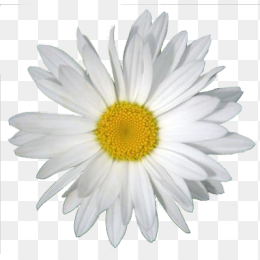 花28