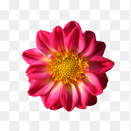 花30
