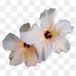 花35