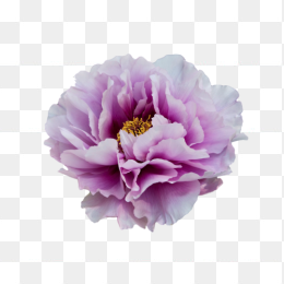 花38