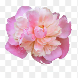 花39