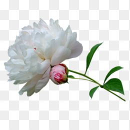 花40