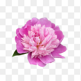 花41