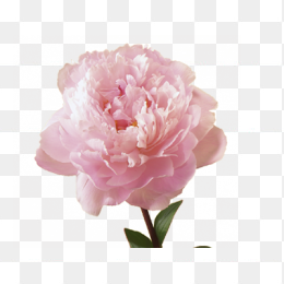 花42