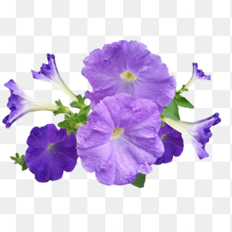 花44