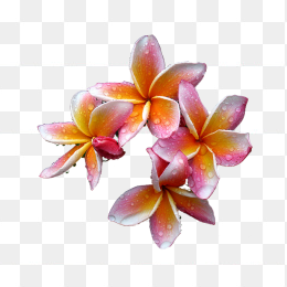 花45